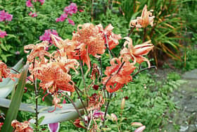 A tiger lily from Phyl's garden