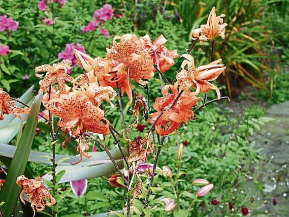 A tiger lily from Phyl's garden