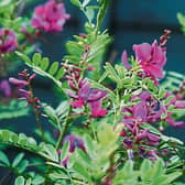 Indigofera heterantha, commonly known as Himalayan indigo, is a very hardy flowering shrub  native to Tibet