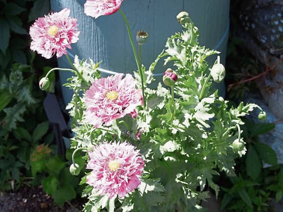Poppies from Phyl's garden