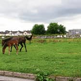 Sinn Féin councillor Seighin Ó Ceallaigh has called for action on horse welfare in Limerick