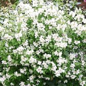 Philadelphus are natives of North America and are named for the city of Philadelphia