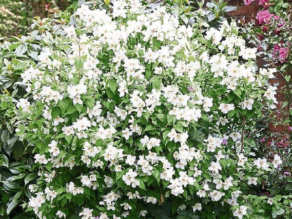 Philadelphus are natives of North America and are named for the city of Philadelphia