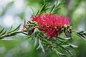 Bottlebrush breaking into flower in Phyl's  garden
