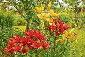 Lillies from Phyl's garden