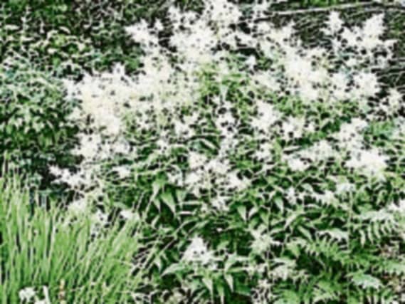 Persicaria polymorpha is commonly called the Giant Fleece Flower because of its wonderful spread of white flowers