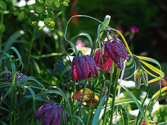 This lovely photo from Phyl's garden of fritillarias earlier this year is sure to inspire anyone to plant spring bulbs in the coming weeks