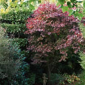 An acer from Phyl's garden last autumn