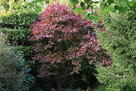 An acer from Phyl's garden last autumn