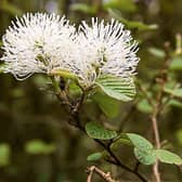 Fothergilla is a rather slow growing, but long lived shrub