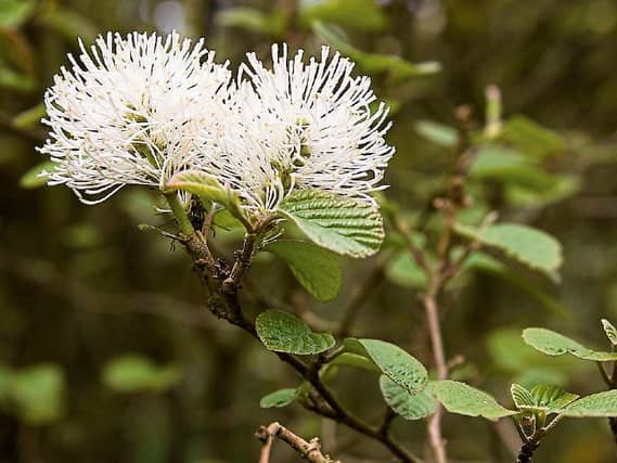 Fothergilla is a rather slow growing, but long lived shrub