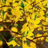 Most species of forsythia come from the Far East