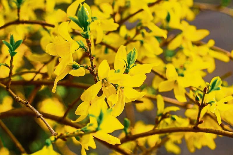 Most species of forsythia come from the Far East