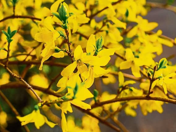 Most species of forsythia come from the Far East