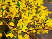 Most species of forsythia come from the Far East