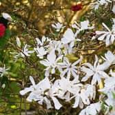 Magnolia in flower in Phyl’s garden