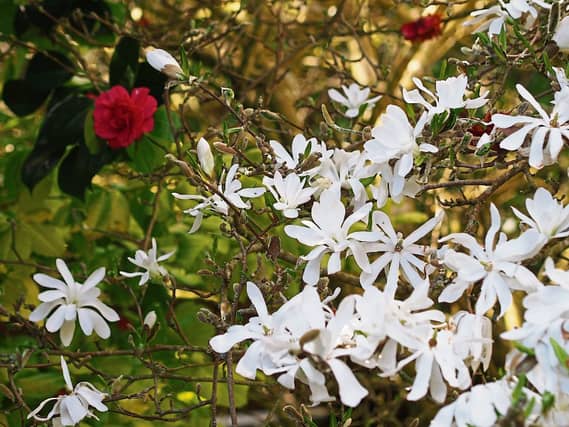 Magnolia in flower in Phyl’s garden