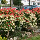 Adapted well: Pieris are well-suited to most climates and can be found growing naturally from India to Siberia