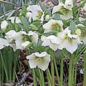 Hellebores are a lovely addition to any garden