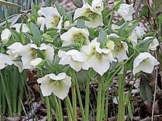 Hellebores are a lovely addition to any garden