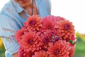A  native to Mexico Dahlias need warm soil before planting