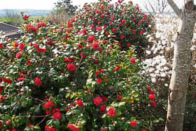 Two of Phyl’s  camellias in full flower in her  garden