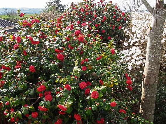 Two of Phyl’s camellias in full flower in her garden