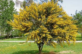 Acacias need a lime-free soil that is well drained and sheltered against cold winds