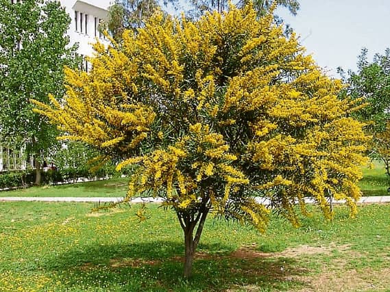 Acacias need a lime-free soil that is well drained and sheltered against cold winds