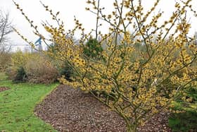 Witch hazel water has been  used for hundreds of years to cure   sores, bruises and  as topical treatment