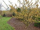 Witch hazel water has been  used for hundreds of years to cure   sores, bruises and  as topical treatment