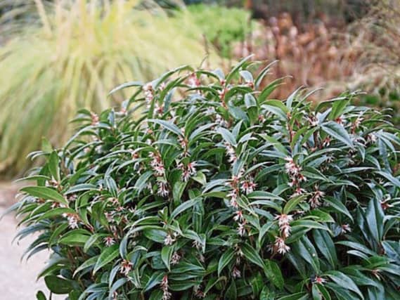A few branches of Sarcococca hookeriana will fill a room with its scent