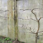 Apples trees that have been trained go grown close to boundary wall in Phyl’s garden