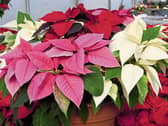 Poinsettias are a native of Mexico  and  are very sensitive to temperature changes