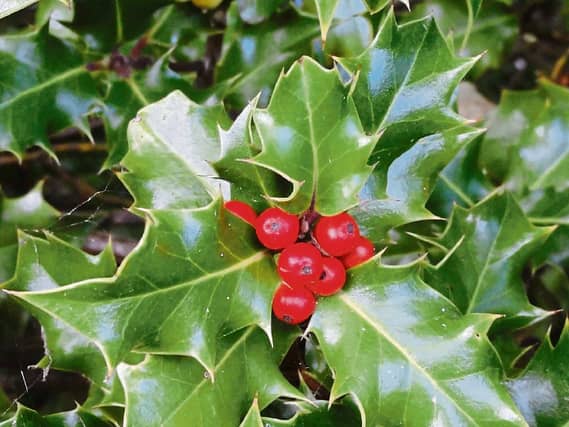 Not just for Christmas: Hollies make excellent hedges or windbreaks