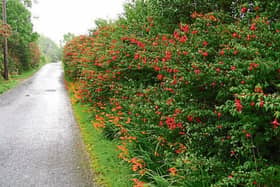 Making a  new home for itself: While fuchsia is a native of the Caribbean and wasn't brought to Europe till the 1700s it can now  be seen growing wild in hedges of   Kerry