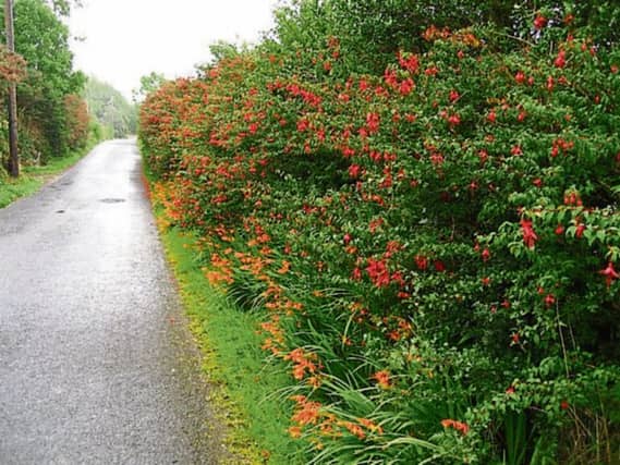Making a new home for itself: While fuchsia is a native of the Caribbean and wasn't brought to Europe till the 1700s it can now be seen growing wild in hedges of Kerry