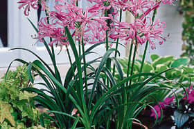 Nerines are colourful South African bulbs which can  brighten up the autumn garden when many other plants are way past their best