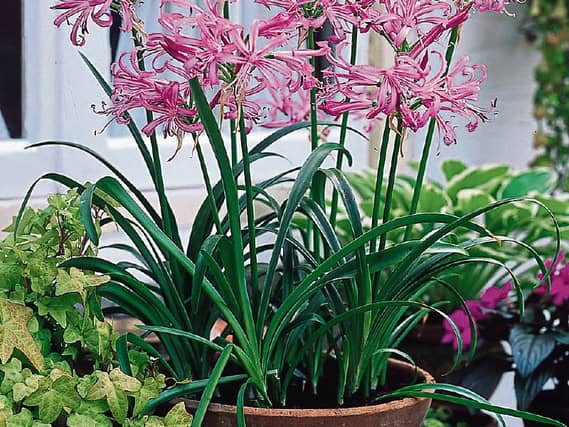 Nerines are colourful South African bulbs which can brighten up the autumn garden when many other plants are way past their best