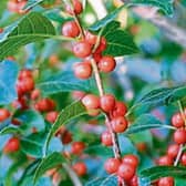 Ilex verticillata (or commonly winterberry) is a  shrub that is grown for its display of berries but is also a great source of food for birds in the winter