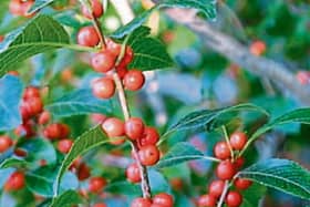 Ilex verticillata (or commonly winterberry) is a  shrub that is grown for its display of berries but is also a great source of food for birds in the winter