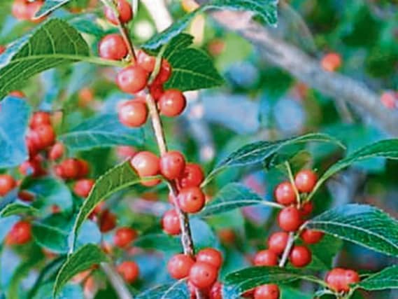 Ilex verticillata (or commonly winterberry) is a shrub that is grown for its display of berries but is also a great source of food for birds in the winter
