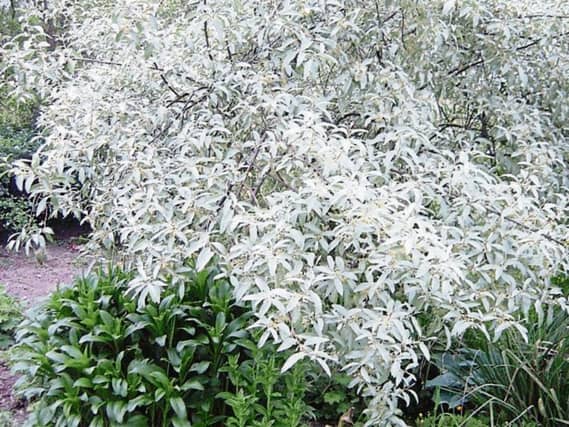 Keep your garden in the green this winter with plants like quicksilver (pictured), holly, Silver Queen and laurel