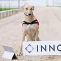 Limerick Greyhound stadium set for digital upgrade