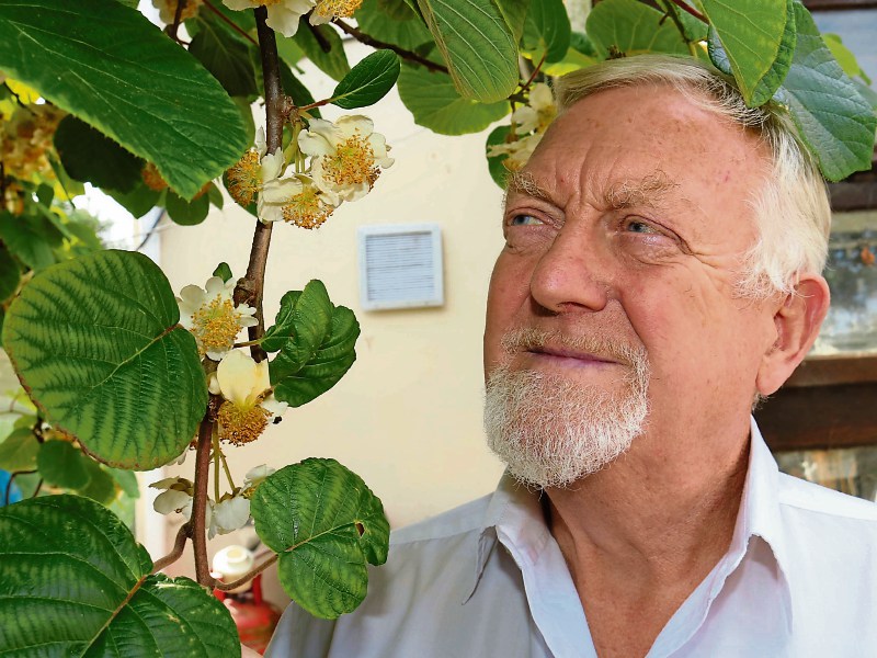 Mike Condon, who can’t foresee a Lions win over the All Blacks, with his kiwi plant   Picture: Mike Cowhey
