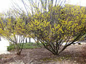 Plenty of spread: Find the perfect spot when planting witch hazel  as they often grow out wider than they are tall