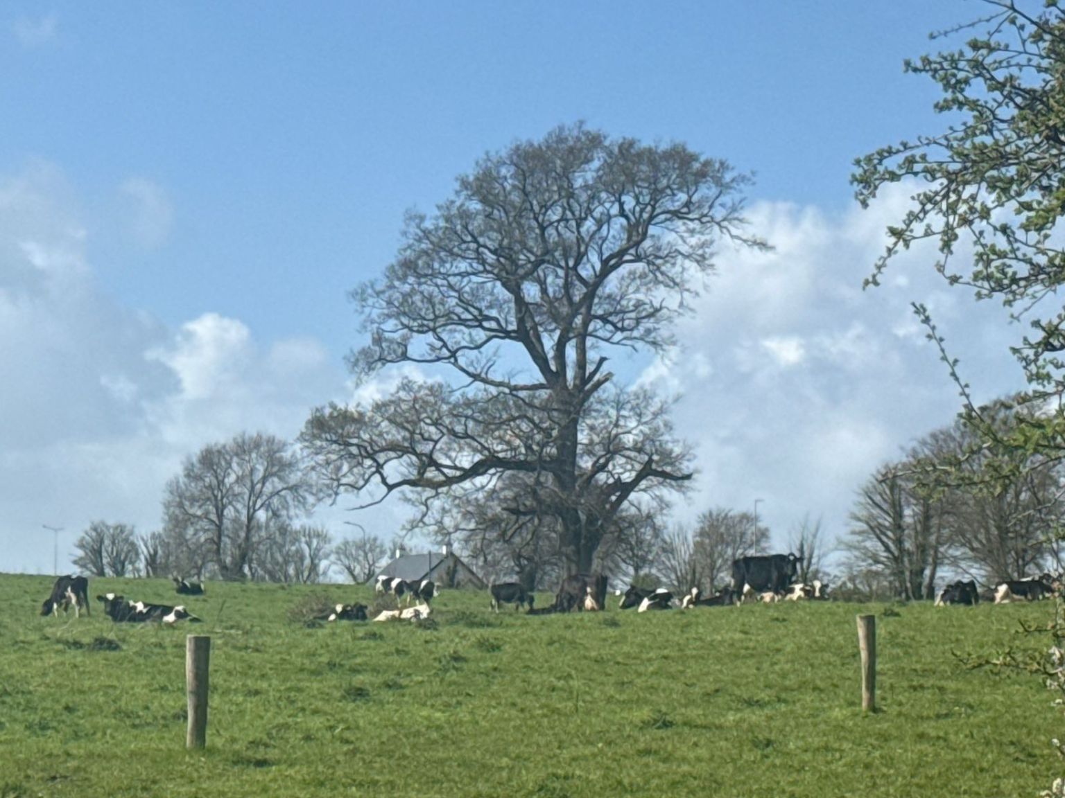 Trespassing cattle enjoying their forbidden lush grass in Patrickswell last month