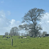 Trespassing cattle enjoying their forbidden lush grass in Patrickswell last month