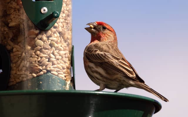 'More harm than good': People advised not to feed birds this summer due to disease spreading