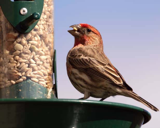 'More harm than good': People advised not to feed birds this summer due to disease spreading